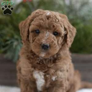 Clancy, Mini Labradoodle Puppy